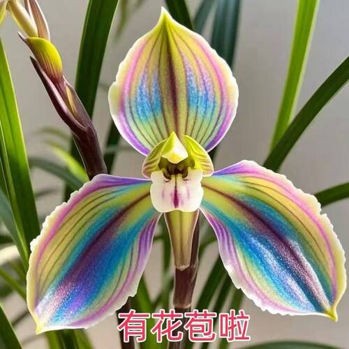 办公室花苞阳台花苗新品春兰耐寒