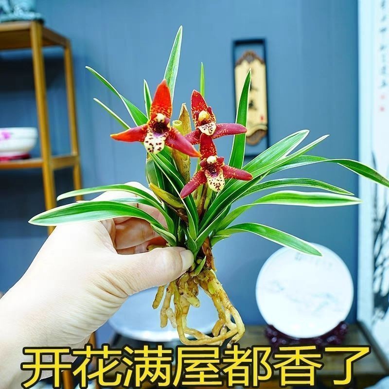 兰花大全建兰矮种【中国红】盆栽室内外叶带金边兰草花当年开花