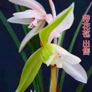 带花苞兰花苗高品质兰花绿植【天边雪】老种室内外浓香型花卉盆栽