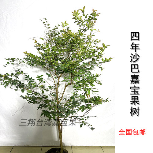 汪老师沙巴嘉宝果树阳台种植