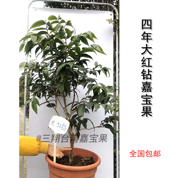 台湾正宗大红钻嘉宝果阳台庭院种植100-120cm高(四年)现货