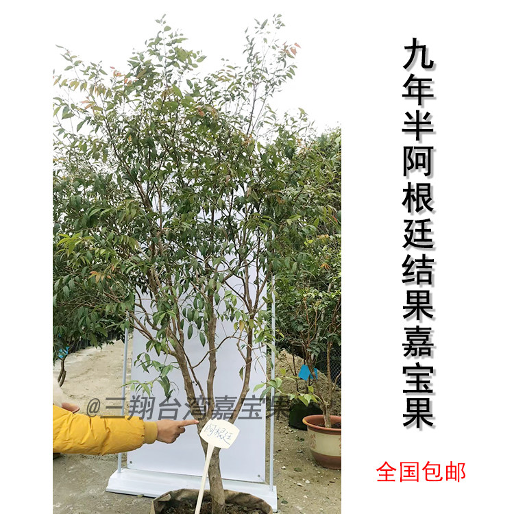 汪老师阿根廷耐寒嘉宝果树