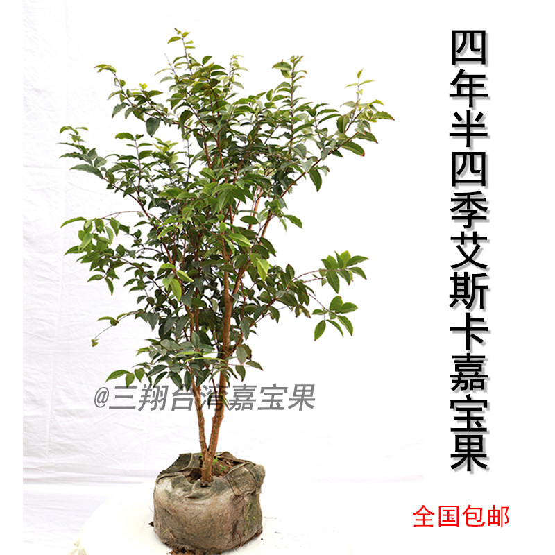 汪老师四季艾斯卡嘉宝果树