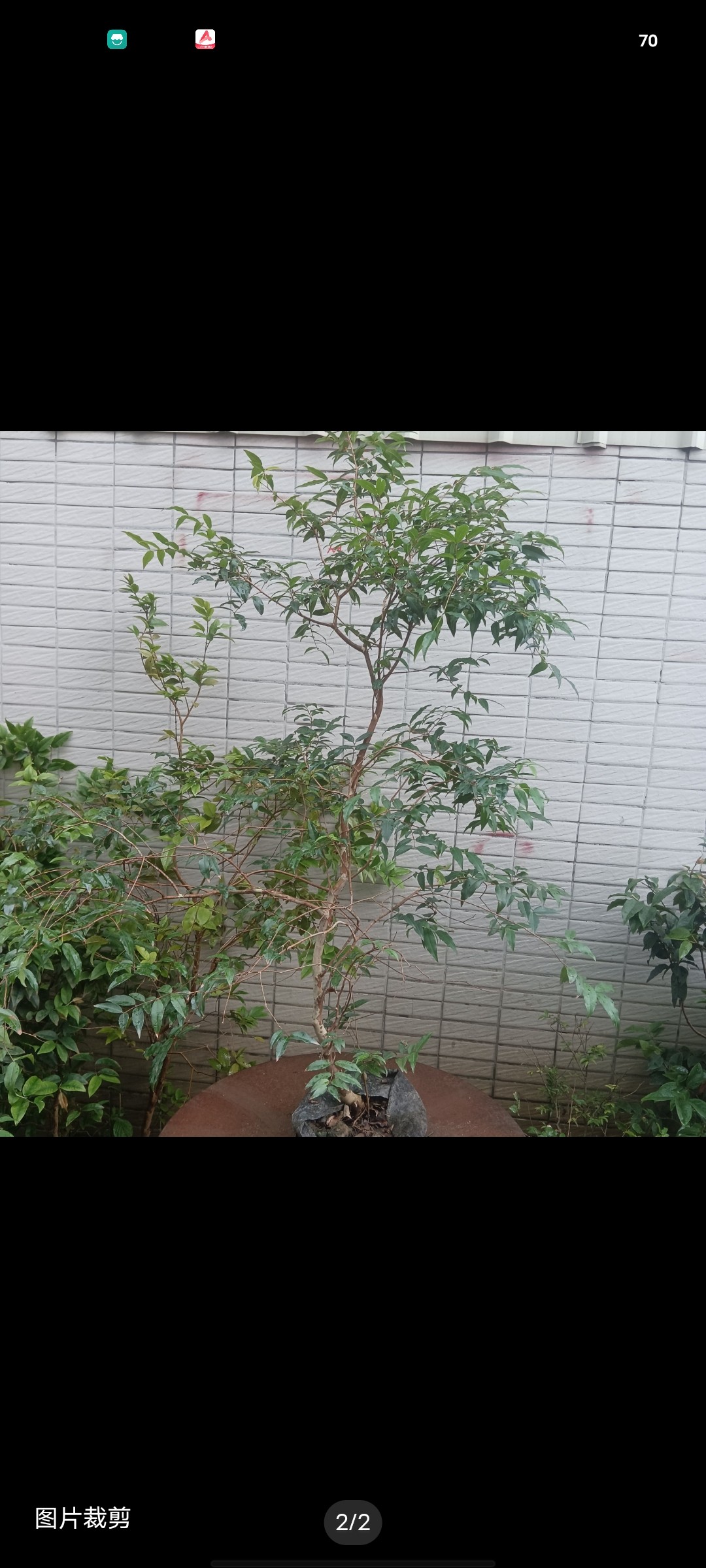台湾正宗嘉宝果树苗阿根廷耐寒品