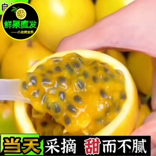 钦蜜9号黄金百香果果园直供采摘武平当季孕妇水果特果礼盒装可选
