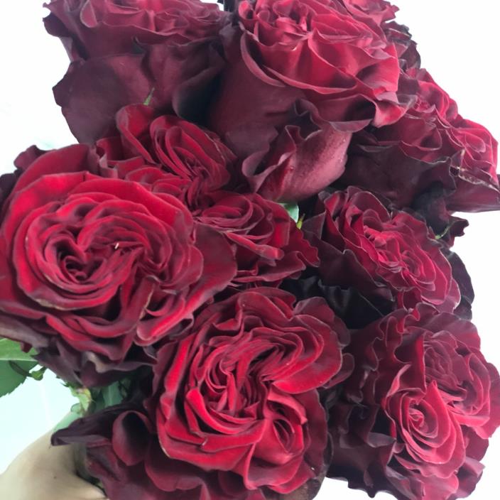 心跳红梅拉厄瓜多尔玫瑰花苗盆栽暗红色花朵丝绒感特大花浓香