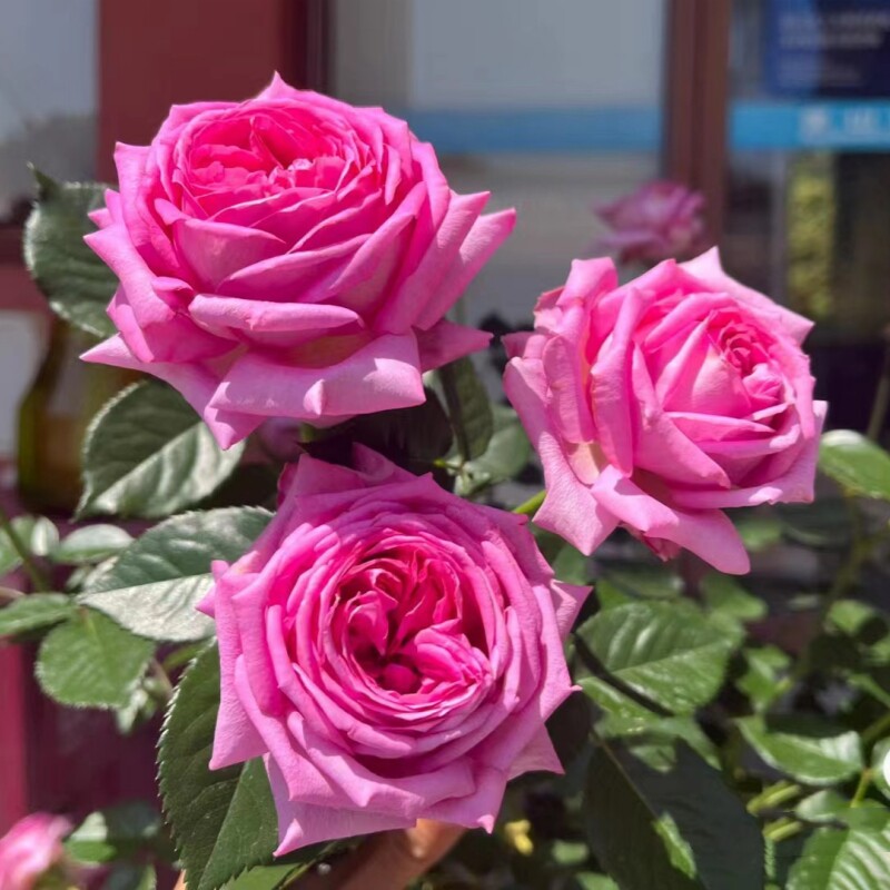【特拉方特】月季玫瑰花苗花卉绿植阳台庭院盆栽多季开花扦插植物