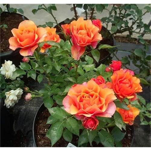 永远的艾帕索月季扦插灌木阳台大花微型月季花苗浓香玫瑰花