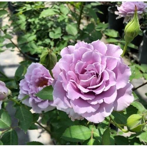河本纯子浓香月季 爽 花苗盆栽庭院花园植物多季开花 玫瑰花卉