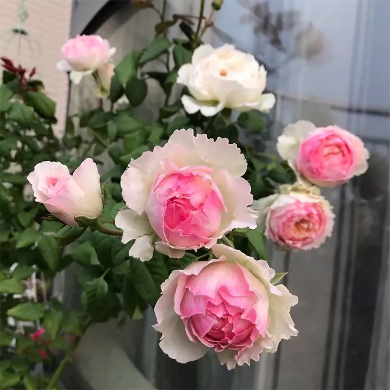新品日月佩朱 佩尔朱克月季花苗 切花玫瑰花苗大花水果香