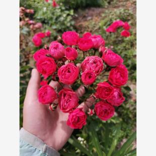 开花泡茶上品室内室外种植 花苗可食用丰花多头多季 金边玫瑰 月季