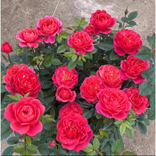 【绝色果汁】红色变异果汁阳台花型勤花浓香花卉庭院阳台