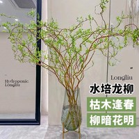 高雅龍柳雪柳鮮枝水培植物v客廳綠植盆栽好養(yǎng)干枝帶花苞柳條枝