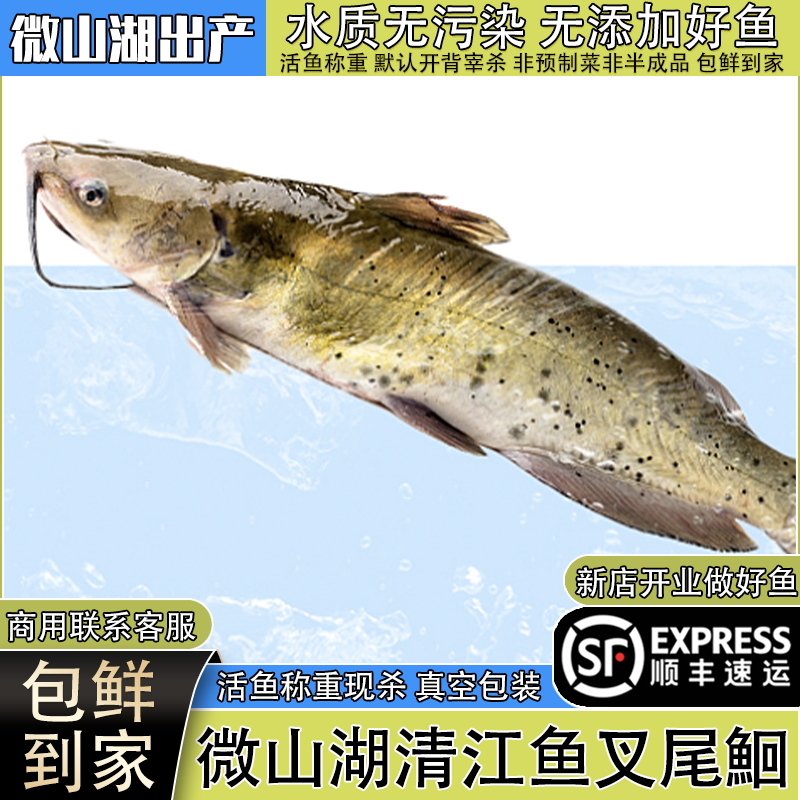顺丰微山湖清江鱼新鲜活鱼开背现宰杀江团叉尾鮰鱼酸菜鱼烤鱼鲶鱼