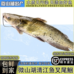 顺丰微山湖清江鱼新鲜活鱼开背现宰杀江团叉尾鮰鱼酸菜鱼烤鱼鲶鱼