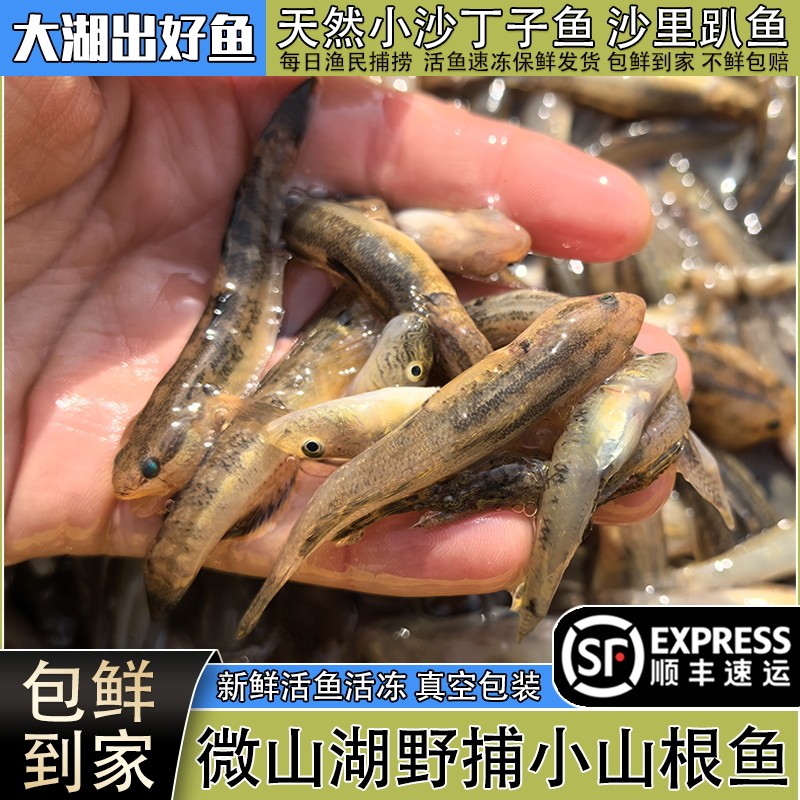 微山湖新鲜山根鱼活鱼速冻小黄鱼山坑鱼趴地虎沙里爬小河鱼小杂鱼