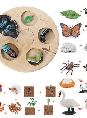 New Animal Life Cycle Board Children Toys Montessori Teachin