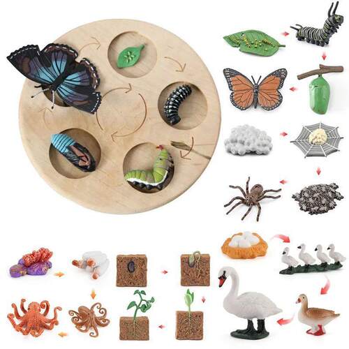 New Animal Life Cycle Board Children Toys Montessori Teachin