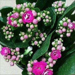 七彩重瓣宫灯长寿花苗q盆栽倒挂金钟灯笼四季开花卉绿植室内好养