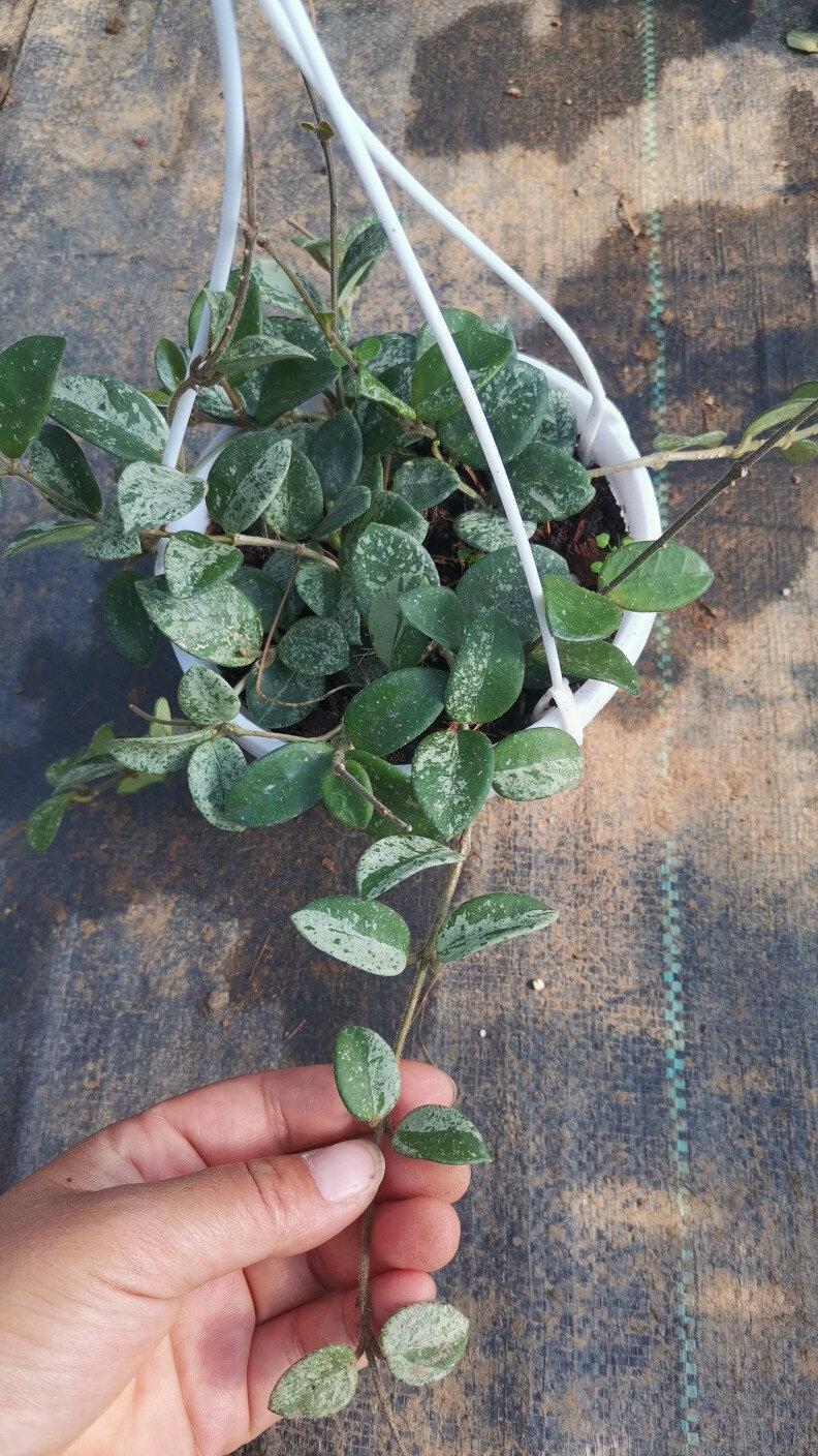 球兰花盆栽 室内爬藤垂吊植物花卉 杂交匍匐球兰 球兰大苗 带花梗