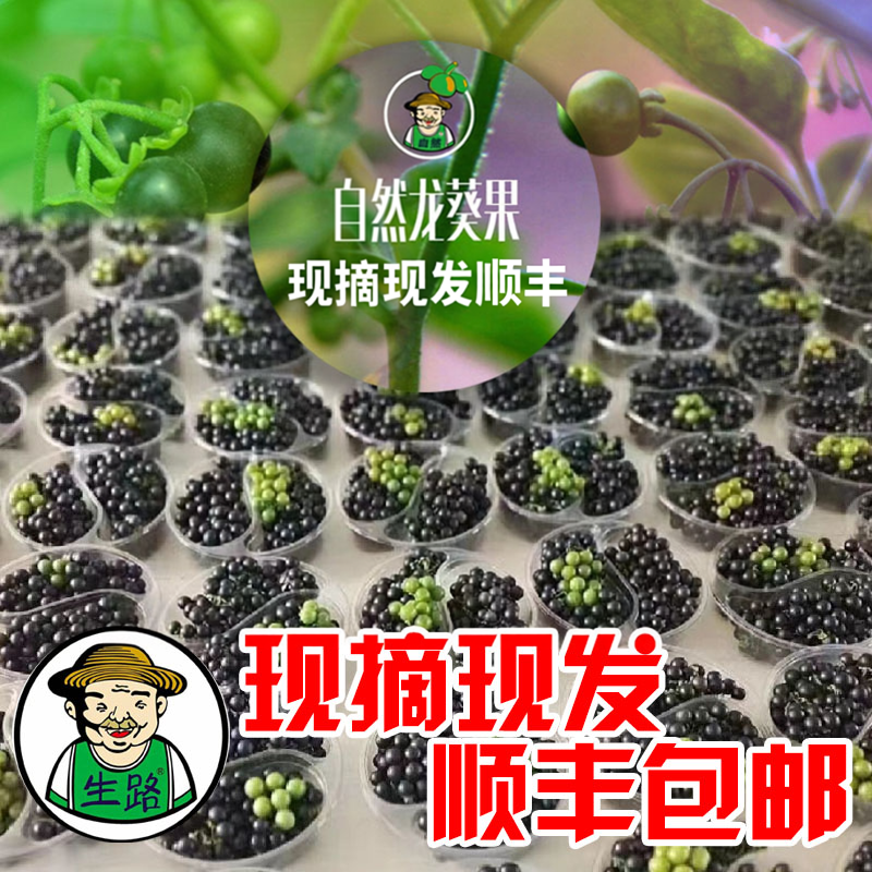 新鲜龙葵果非野生500克东北黑天天黑悠悠黑呦呦黑星星端高水果