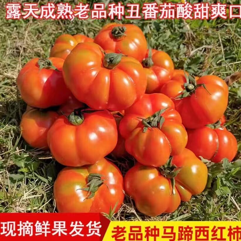 新鲜现摘马蹄番茄老品种丑西红柿沙瓤多汁大顺丰贵州特产农家自种