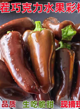 现摘巧克力迷你水果彩椒当季新鲜五彩辣椒生吃脆甜不辣黑紫色甜椒