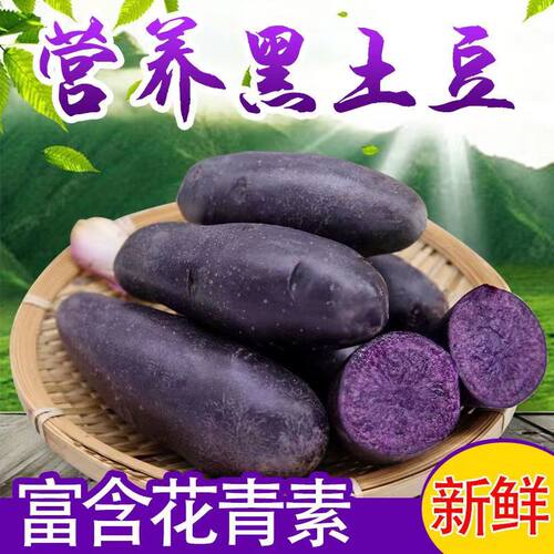 新鲜现挖紫土豆马铃薯农家自种