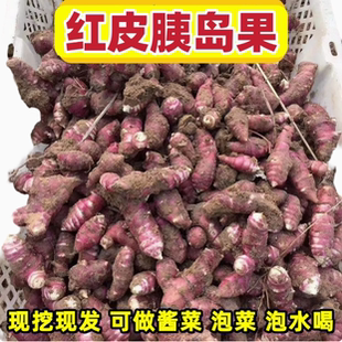 胰岛果紫皮洋姜新鲜红皮洋生姜鬼子姜红果腌酱泡咸菜甜姜种菊芋