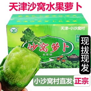 天津沙窝萝卜旗舰店正宗水果萝卜新鲜生吃脆甜不辣青萝卜产地直发