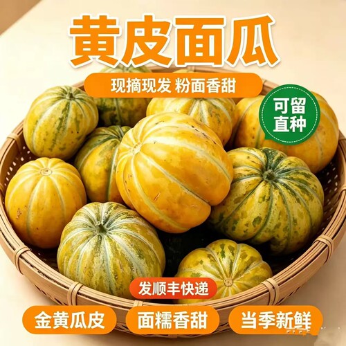 山东香瓜山东水果水果