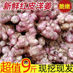 红皮洋姜新鲜现挖鬼子姜姜不辣农家蔬菜腌酱菜菊芋生洋姜种籽泡菜