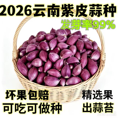 2026云南紫皮蒜瓣新干蒜红皮香蒜大蒜种可栽种红皮早熟香蒜种子