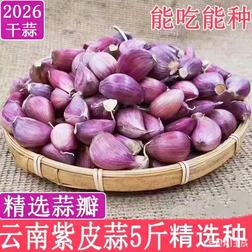 2026云南紫皮蒜瓣新干蒜红皮香蒜大蒜种可栽种红皮早熟香蒜种子