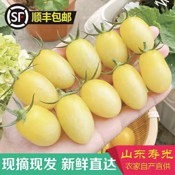 白色奶油小番茄新鲜现摘小柿子酸甜可口即食生吃白妃圣女果顺丰