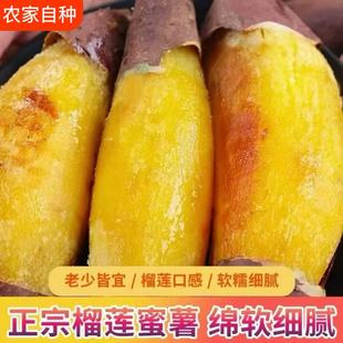 玛莎莉红薯新鲜现挖沙地红薯农家自种日本品种板栗蜜薯糖心地瓜黄