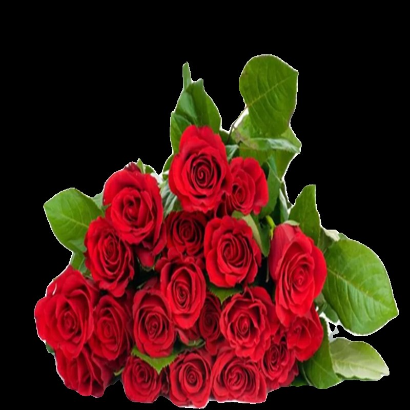 卡罗拉红色玫瑰月季花苗浓香大花四季开K庭院阳台盆栽耐寒耐热切