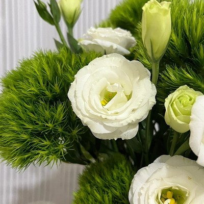 【顺丰冷链】A级超级无I敌可爱的绿毛球鲜花