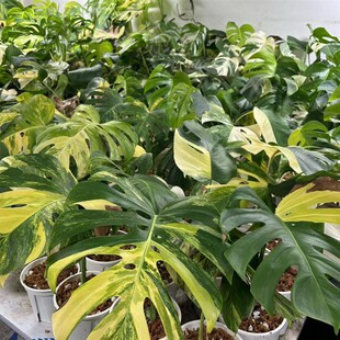 黄龟 黄锦龟背m竹  锦化龟背竹  室内植物