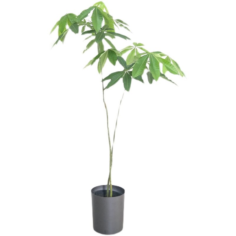 南宁千式花卉发财树室p内客厅美植物盆栽办公室绿植观叶个性造型,鲜花速递/花卉仿真/绿植园艺,大型绿植/成品组合盆栽,淘宝优惠券,粉丝福利购,淘宝优惠卷