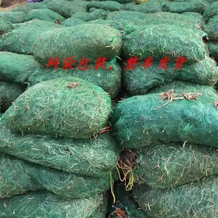 湖南祁东正宗黄花菜苗黄花菜苗金针菜苗特产T粗高产四季种植