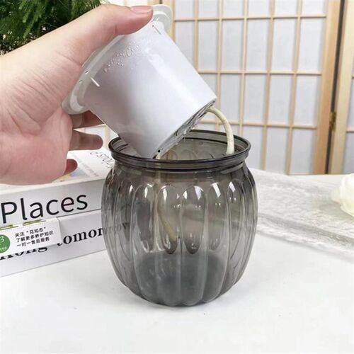 【拍一发四】发财树金钻九里香栀子花四季常青办公X室绿植水培植