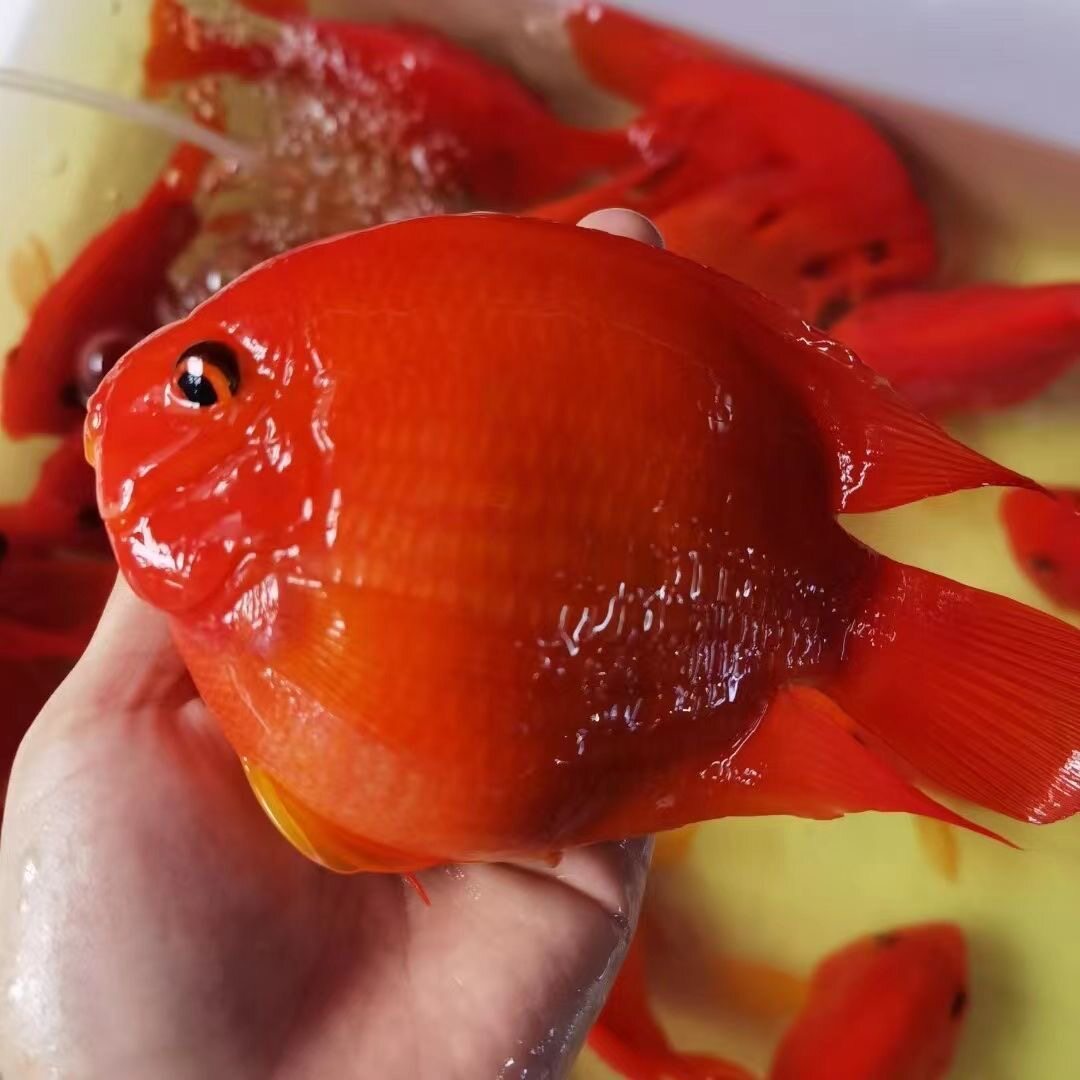 红财神鱼招财好养耐活观赏鱼