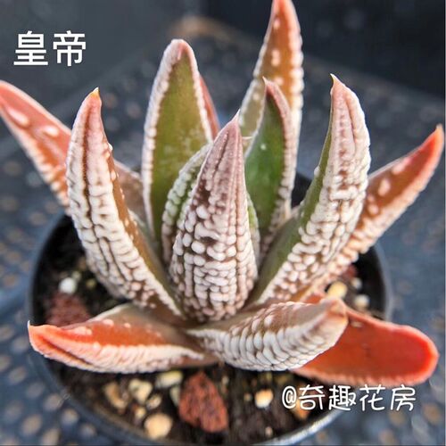 皇帝多肉植物钢丝球新品种肉肉 血滴子 菊晃玉办公室迷你盆栽绿植