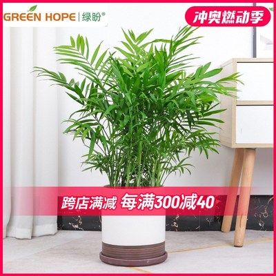 富贵椰子盆栽植物凤尾竹好养绿植夏威夷竹子绿植袖珍椰子散尾葵