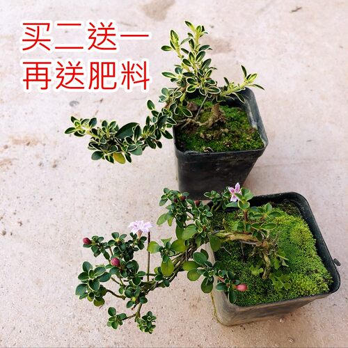 六月雪 金边提根悬崖造型老桩 室内阳台桌面小盆栽迷你植物微盆景