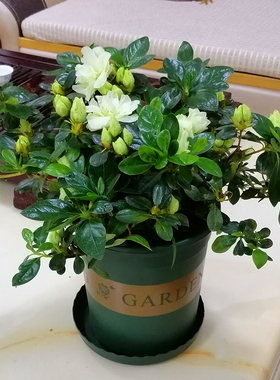 西洋比利时名贵稀有杜鹃花绿色光辉杜鹃花四季开花室内室外盆栽