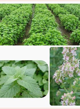 Toy  nip Organic Natural Premium  猫薄荷