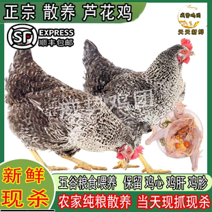 正宗芦花鸡新鲜现杀年老母鸡散养土鸡农家散养芦花鸡3煲汤月子鸡