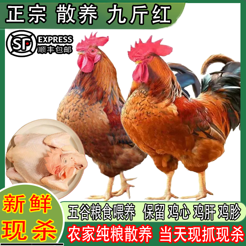 新鲜现杀大公鸡农村散养公鸡高山散养九斤红新鲜鸡肉红玉公鸡整鸡